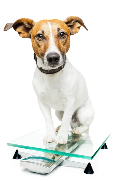 Hond schaal — Stockfoto