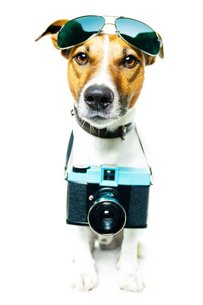 Dog using camera Royalty Free Stock Images