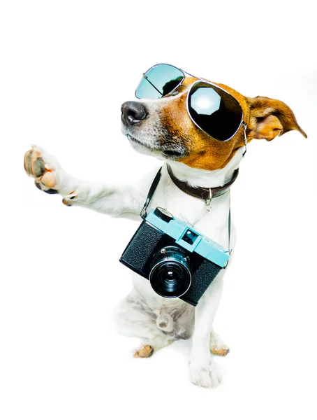 Dog using camera Stock Image