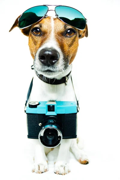 Dog using camera Stock Photo