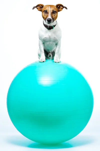 DOG on A BALL — Stock Photo, Image