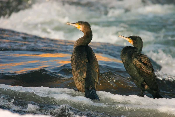 Two cormorants — Stock Photo, Image