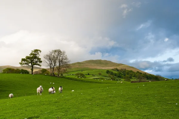 Вівці на пагорбах — стокове фото