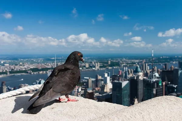 Bird on the skyscraper — Stock Photo, Image