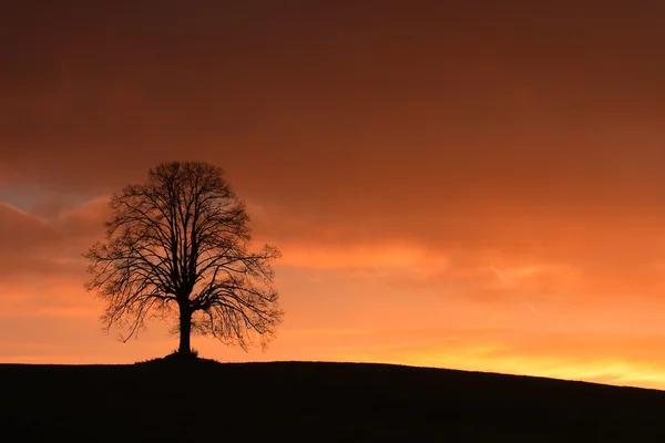 Na colina ao pôr-do-sol — Fotografia de Stock