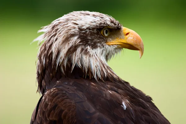 The eagle — Stock Photo, Image