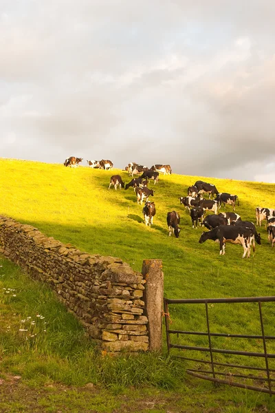 Las vacas — Foto de Stock