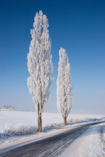 Duas árvores — Fotografia de Stock