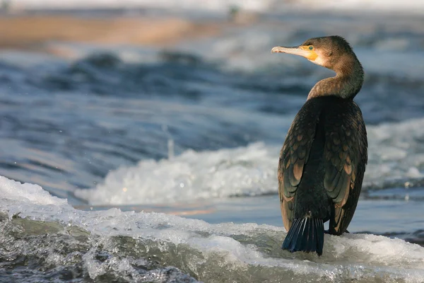The cormorant — Stock Photo, Image