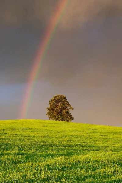 De regenboog — Stockfoto