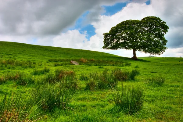 Pohon Kesepian — Stok Foto