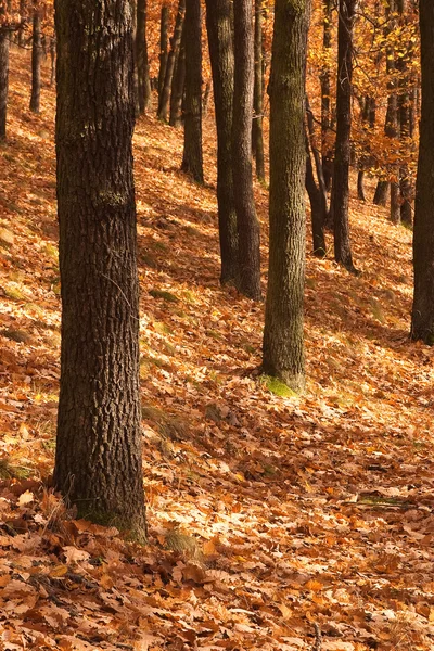 Leerer Wald — Stockfoto