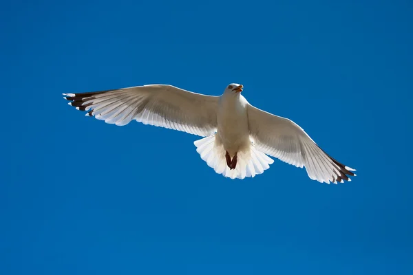 stock image The gull