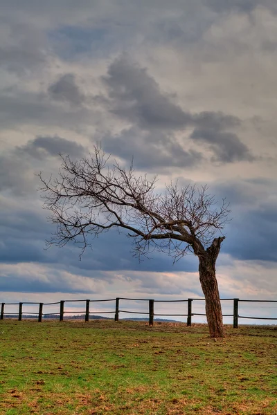 Kuru ağaç — Stok fotoğraf