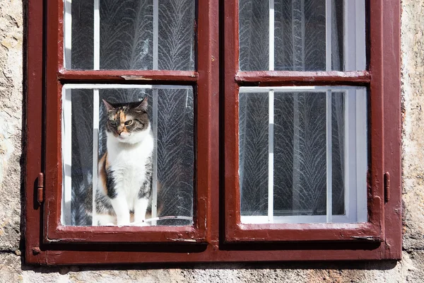 stock image The Cat