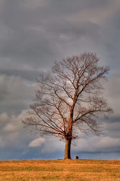 Сухе дерево — стокове фото