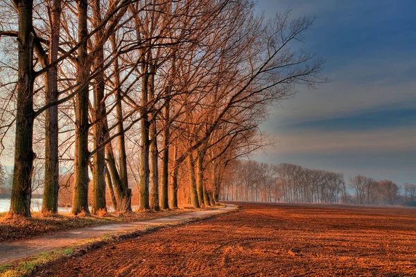 Avenue van de bomen — Stockfoto
