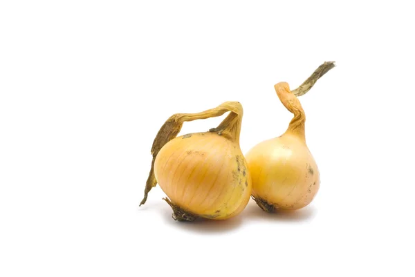Two onions isolated