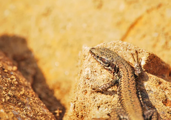 stock image Brown lizard on a rock