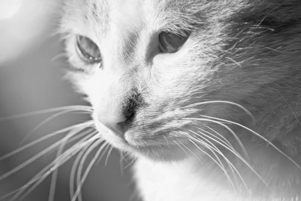 stock image Black and white portrait of a domestic cat