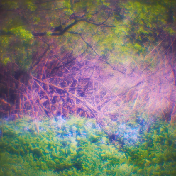 Деревья и цветы в лесу Стоковая Картинка