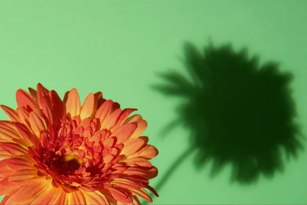 Flor con sombra —  Fotos de Stock