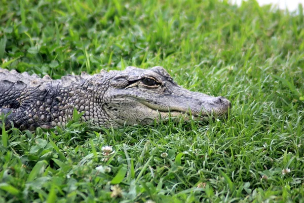 stock image Alligator