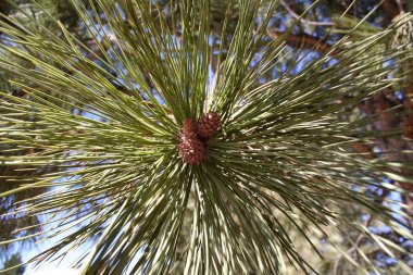 Needles texture