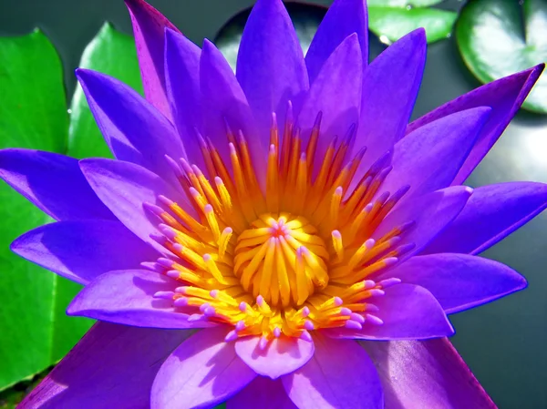 Flor púrpura Imagen De Stock