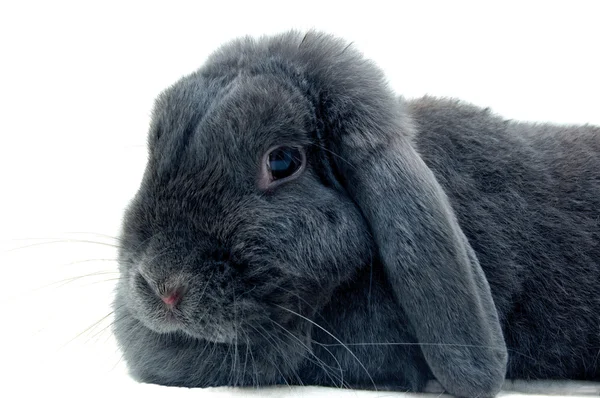 Portre (mavi) gri lop tavşanı
