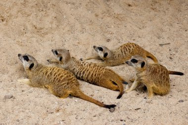 keresindemirket (suricate)