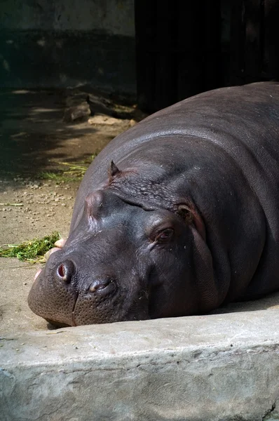 stock image Hippopotamus