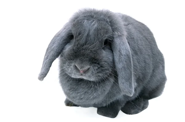 stock image Grey (blue) lop rabbit