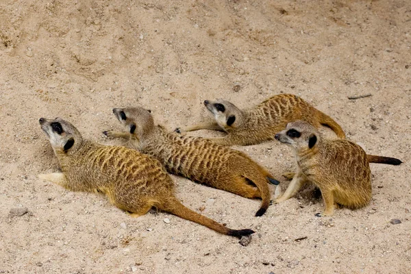 Keresindemirket (suricate) — Stok fotoğraf