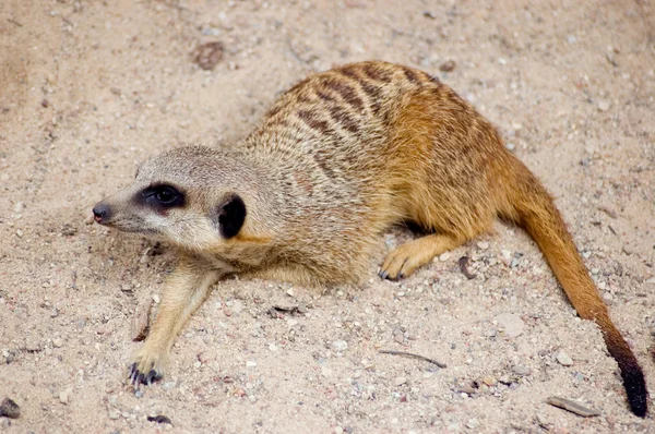 Meercat (suricate) — Stock Photo, Image