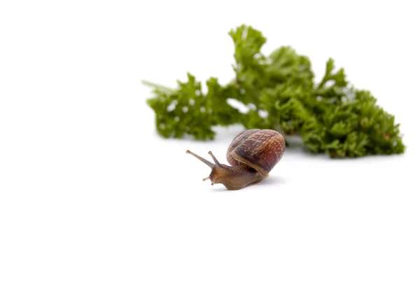 Snail creeps from a bunch of greens — Stock Photo, Image