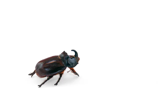 在白色背景上孤立的独角兽甲虫 — 图库照片