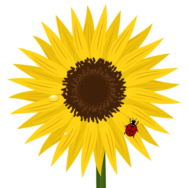 Sunflower with ladybird and dew — Stock Vector