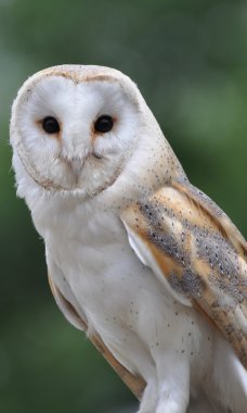 Barn Owl clipart