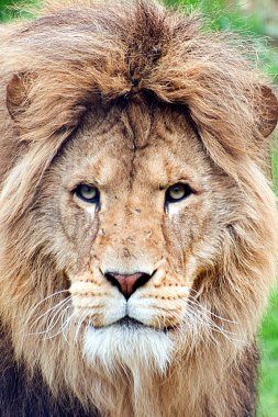 Lion closeup clipart