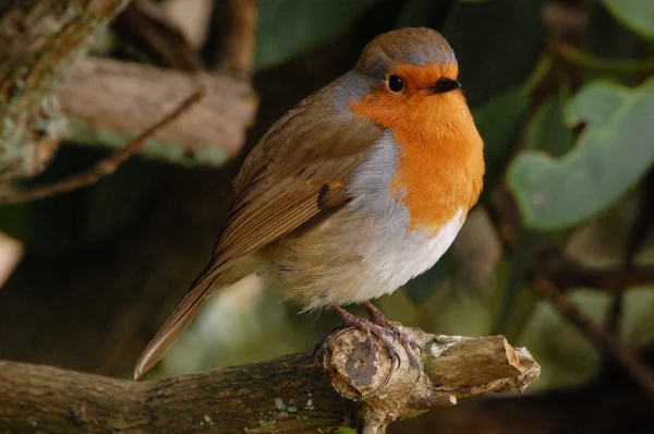 stock image Robin Red Breast