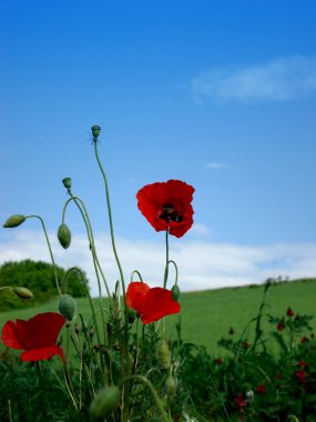 Poppies on blue sky with little bug clipart