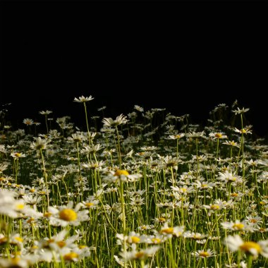 Daisies on black background clipart