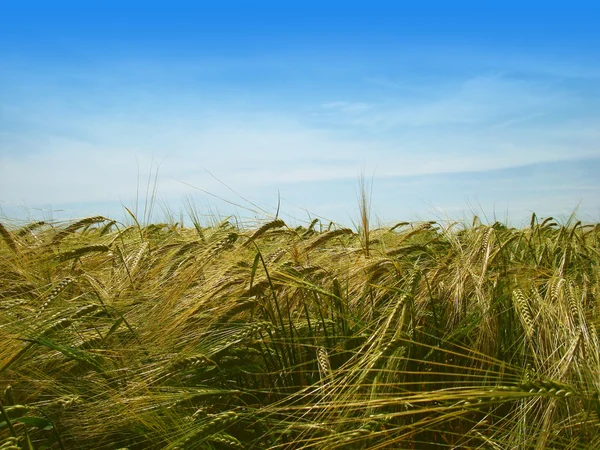 Campo de trigo ao sol — Fotografia de Stock