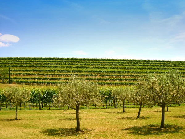 Olivenbäume vor einem Hügel mit Weinbergen — Stockfoto