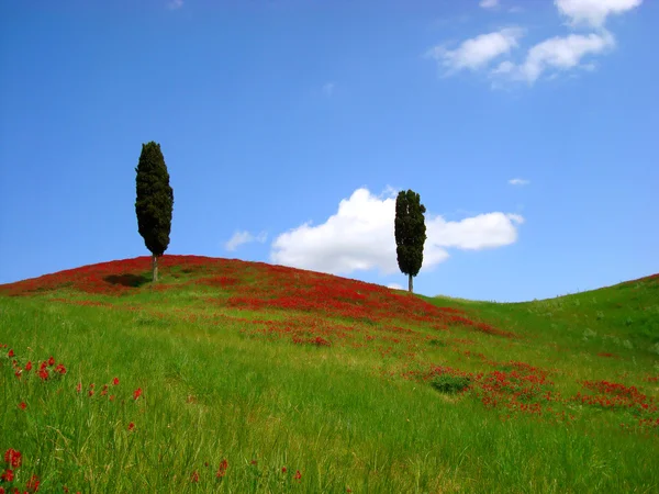 Summer meadow with two cypresses and red flowers — Stock Photo, Image