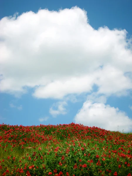 Pradera de verano con flores rojas y cielo azul — Foto de Stock