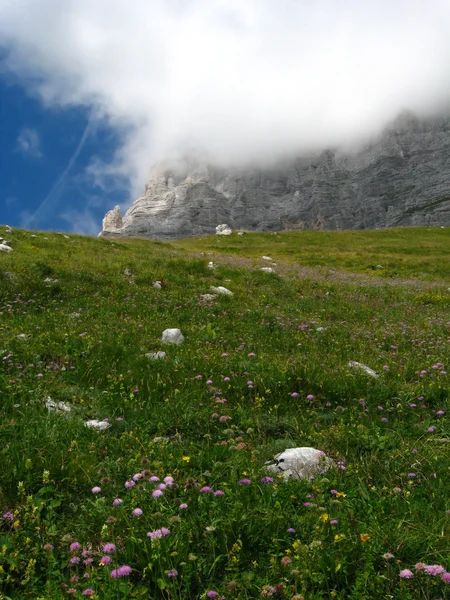 Alpina äng med låga moln — Stockfoto