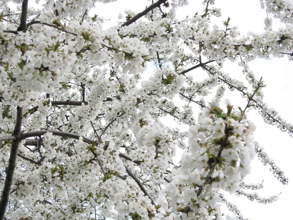 stock image Cherry blossom