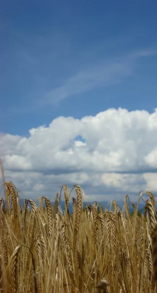 Ears of corn, clouds and sky — Stock Photo, Image